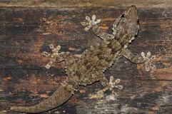 Mauergecko  - Zum Vergroessern klicken!